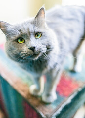 Retrato de un adorable gato russian blue 