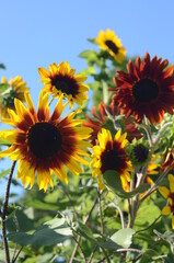 Obraz premium Sunflowers 
