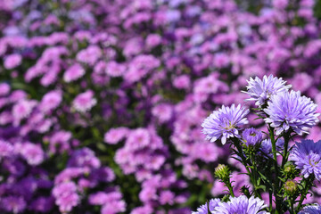 purple aster flowers blooming in garden