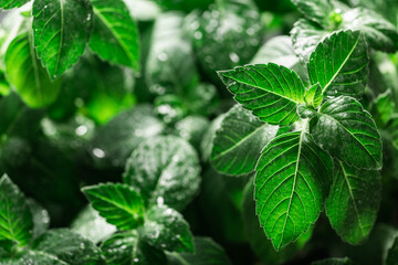 Rama Tulsi, the Indian Holy Basil, selective focus. Ocimum sanctum plant, ayurvedic herb