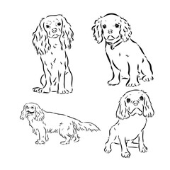 Cavalier King Charles Dog Vector Image Silhouette