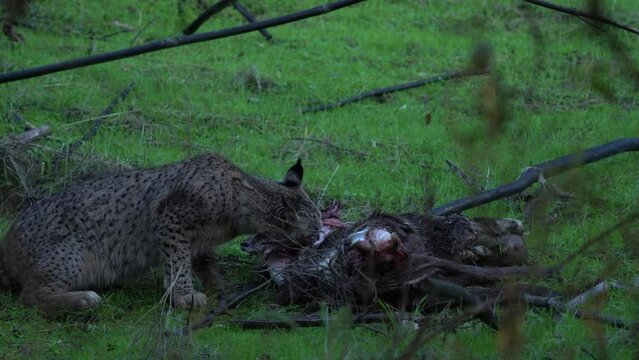 Spain wildlife. Iberian lynx, Lynx pardinus, wild cat endemicbury cover in southwestern Spain in Europe. Cat with red deer catch kill food. Canine feline with spot fur coat, sunset light.