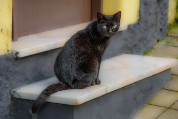 Cute little cat on the doorstep waiting to come in