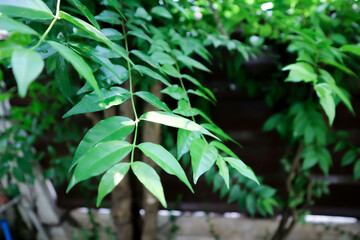 Andaman Satinwood, China Box Tree or  Chinese Box wood or Orange Jessamine or  rutaceae or Murraya...