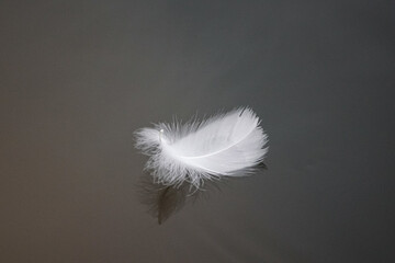 Close up of feather floating on water