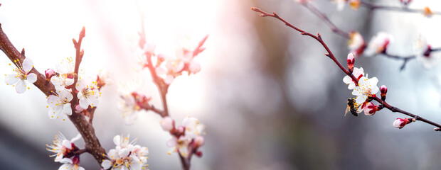 Cherry plum blossoms. A cherry plum branch with white flowers on a sunny day. Panorama