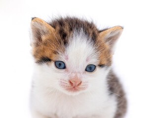 Cute fluffy kitten on white isolated background. Magic cat