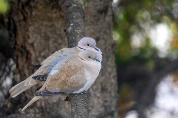 	Female and male Eurasian Collared Dove sitting side by side