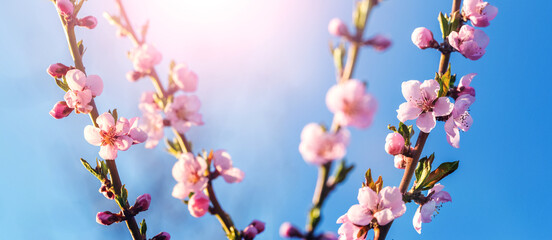 Peach branches with pink flowers on the background of the sky