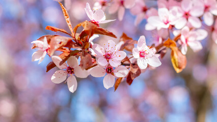 Sakura blossoms. Pink sakura flowers on a tree in pink tones