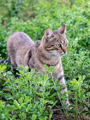 A beautiful tabby cat walks in the garden among tall green grass