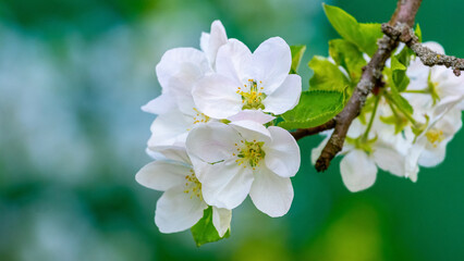 Large white flowers of an apple tree in the garden on a branch on a green background