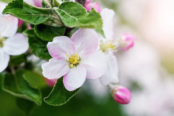 Obraz premium Large white and pink flowers and buds of an apple tree in the garden on a tree branch