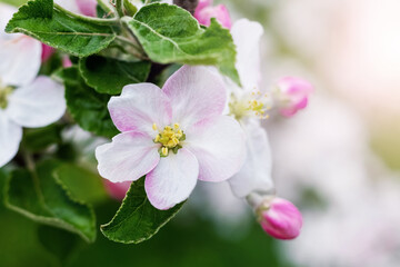 Large white and pink flowers and buds of an apple tree in the garden on a tree branch