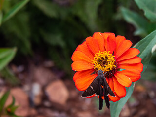 Flor laranja e borboleta
