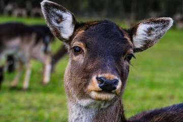Foto op Plexiglas deer in the forest © MAKAR-OV