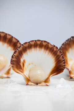 Portrait of a scallop shell on a grey background