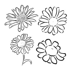 Daisy flower line art drawing. Vector hand drawn engraved illustration. Wild Chamomile black ink sketch. Wild botanical garden bloom. Great for tea packaging, label, icon, greeting cards, decor
