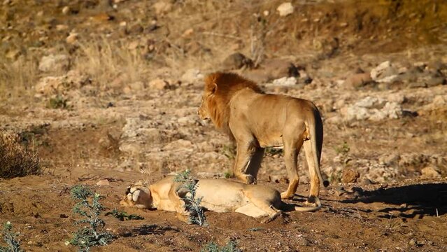 African lion couple mating at dawn in Kruger National park, South Africa ; Specie Panthera leo family of Felidae