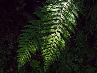 Fototapeta na wymiar Beautiful leaves of a fern plant, a close-up shot. Dense green foliage, macro. Green fern plant, close up