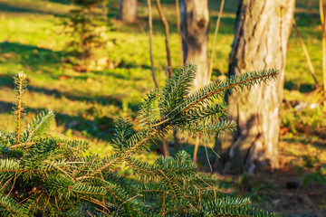 Branches of Greek fir, Abies cephalonica on a blurred background. The image shows the leaves of a young Greek fir.