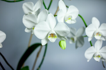 Naklejka na ściany i meble Fresh orchid flowers in a pot