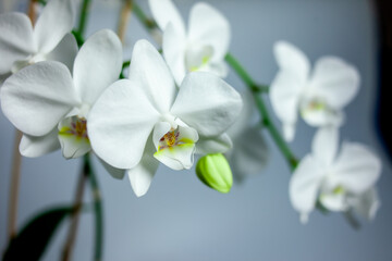Naklejka na ściany i meble Fresh orchid flowers in a pot