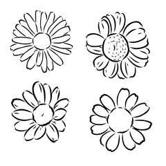 Daisy flower line art drawing. Vector hand drawn engraved illustration. Wild Chamomile black ink sketch. Wild botanical garden bloom. Great for tea packaging, label, icon, greeting cards, decor