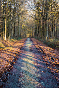 Bois de Howardries - promenade en forêt, Parc Naturel des Plaines de l'Escaut