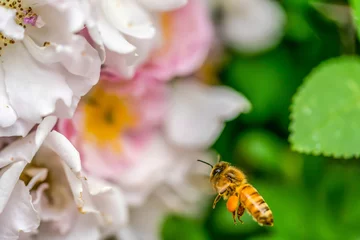 Fotobehang A Chinese bee in search of nectar © William Huang