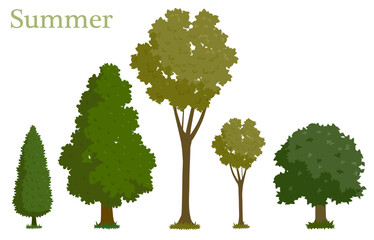 An illustrated set of trees in summer
