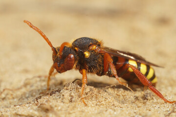 Closeup on a red female Lathbury's Nomad solitary bee, Nomada lathburiana a cleptoparasite bee
