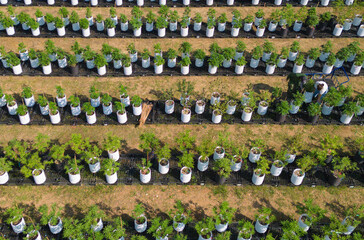 Obraz premium Aerial top view of outdoor marijuana field, hemp or cannabis plant leaves farm lab. Organic product in laboratory in technology medical, healthcare, research concept. Natural food. Ganja