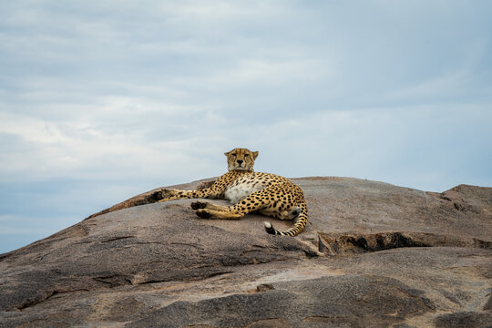 Cheetah on Rock in Serengeti National Park