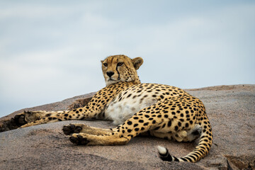 Cheetah on Rock in Serengeti National Park