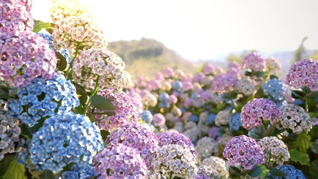 Slow motion Closeup hydrangea flowers in the garden with sunrise background. 3D animation.  Dolly camera.