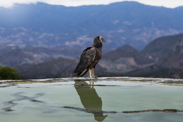 American black vulture spotted in Oaxaca Mexico. The black vulture is a scavenging bird