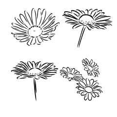 Daisy flower line art drawing. Vector hand drawn engraved illustration. Wild Chamomile black ink sketch. Wild botanical garden bloom. Great for tea packaging, label, icon, greeting cards, decor