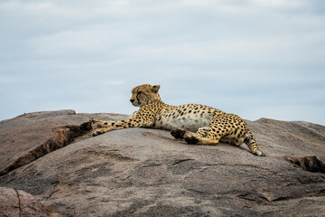 Cheetah on Rock in Serengeti National Park © Jon