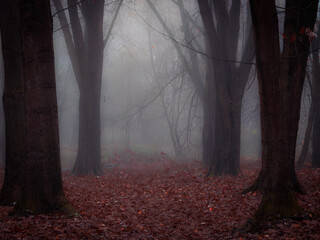 Fairy autumn forest in the fog in brown tones. Misty woods with fallen leaves in the morning. Mysterious landscape.