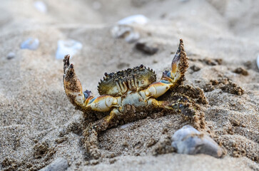A large stone crab in a fighting stance sits on the sand by the sea