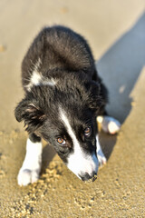 Cute portrait of a young border collie on the beach