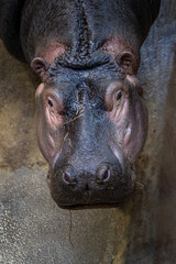 Portrait of the head of a young hippopotamus.