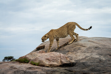 Cheetah on Rock in Serengeti National Park