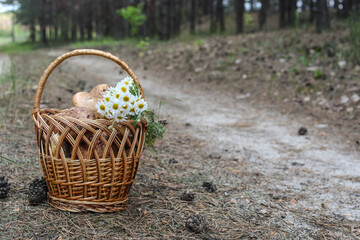 Fototapeta na wymiar wicker basket with mushrooms and daisies on the background of the road and forest landscape 