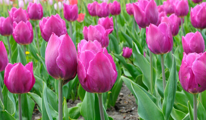 Clouse-up of tulips Fleming Flag purple planted in a city park, flower bed