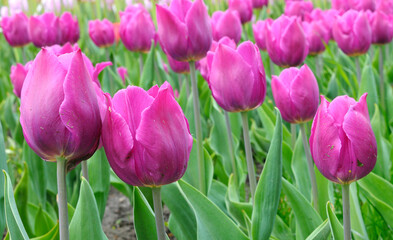 Clouse-up of tulips Fleming Flag purple planted in a city park, flower bed
