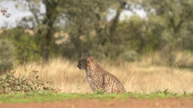 Iberian lynx, Lynx pardinus, wild cat endemic to Iberian Peninsula in southwestern Spain in Europe. Rare cat walk in the nature habitat. Canine feline with spot fur coat, sunset light. Spain wildlife.