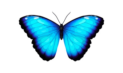 Blue tropical vector butterfly. Giant Morpho didius. Realistic vibrant detailed illustration. Isolated on white. Morpho Menelaus Terrestris, South American butterfly.