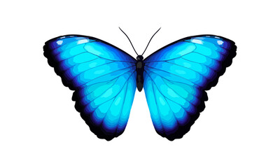 Blue tropical vector butterfly. Giant Morpho didius. Realistic vibrant detailed illustration. Isolated on white. Morpho Menelaus Terrestris, South American butterfly.